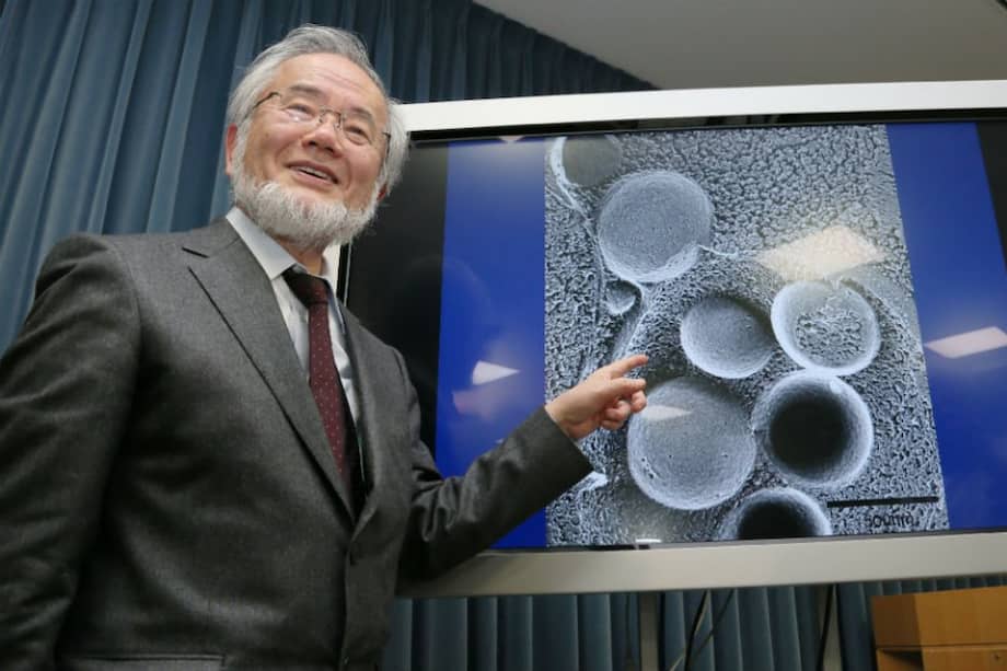 El japonés Yoshinori Ohsumi se ganó el Nobel de Medicina por una serie de experimentos que realizó para aclarar el proceso que le permite a las células reutilizar sus propios materiales. / AFP