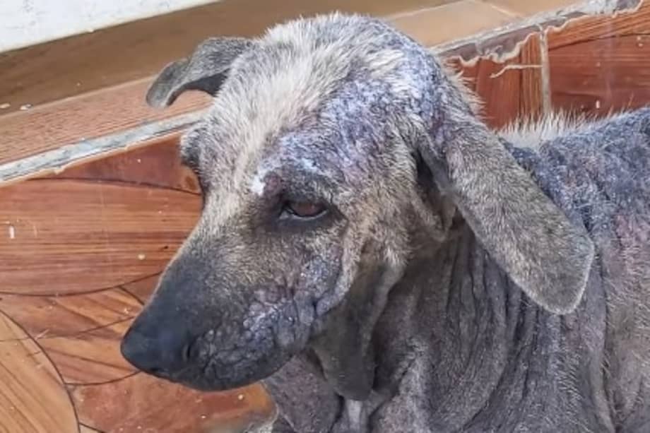 Conchita presenta un problema crónico de piel y tiene muy pocos dientes, por lo que requiere atención veterinaria urgente.