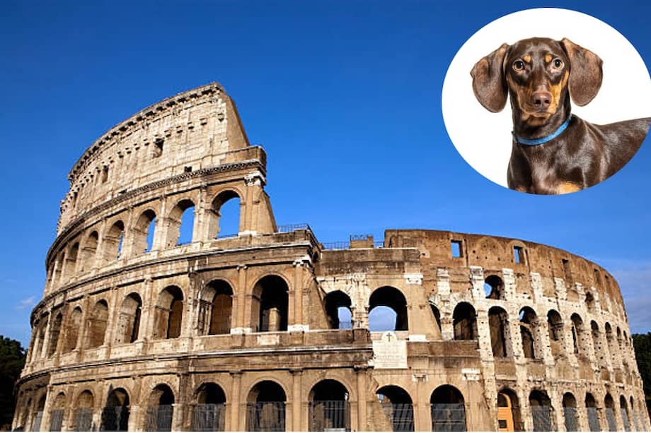 Arqueólogos aseguraron que encontraron los restos de perros pequeños similares a perros salchicha por primera vez.