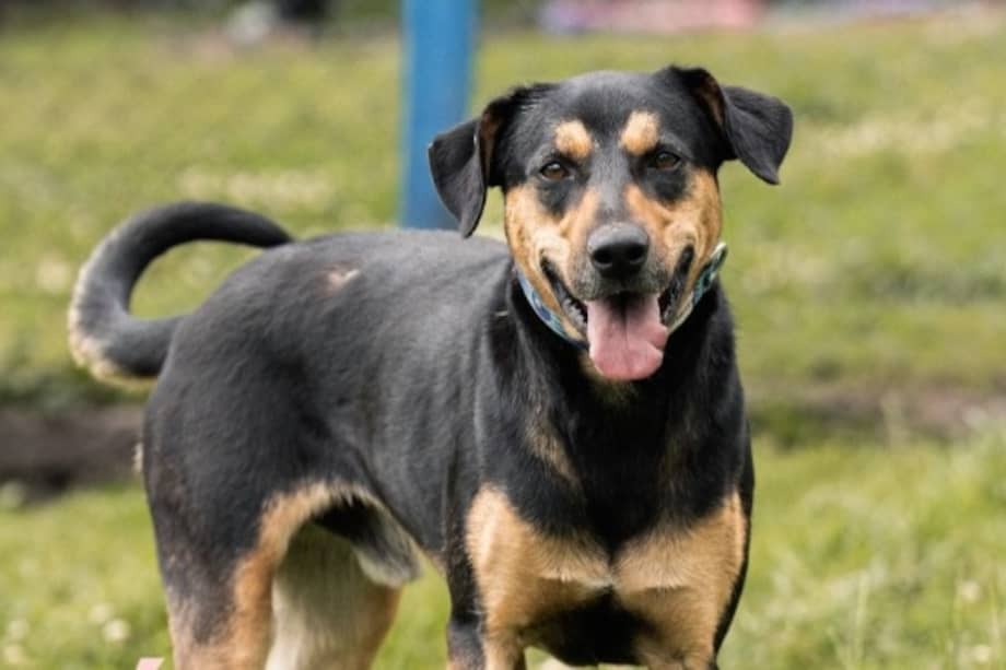 Godoy salió del refugio con la ilusión de haber encontrado una familia para toda la vida. Sin embargo, esa esperanza duró poco.
