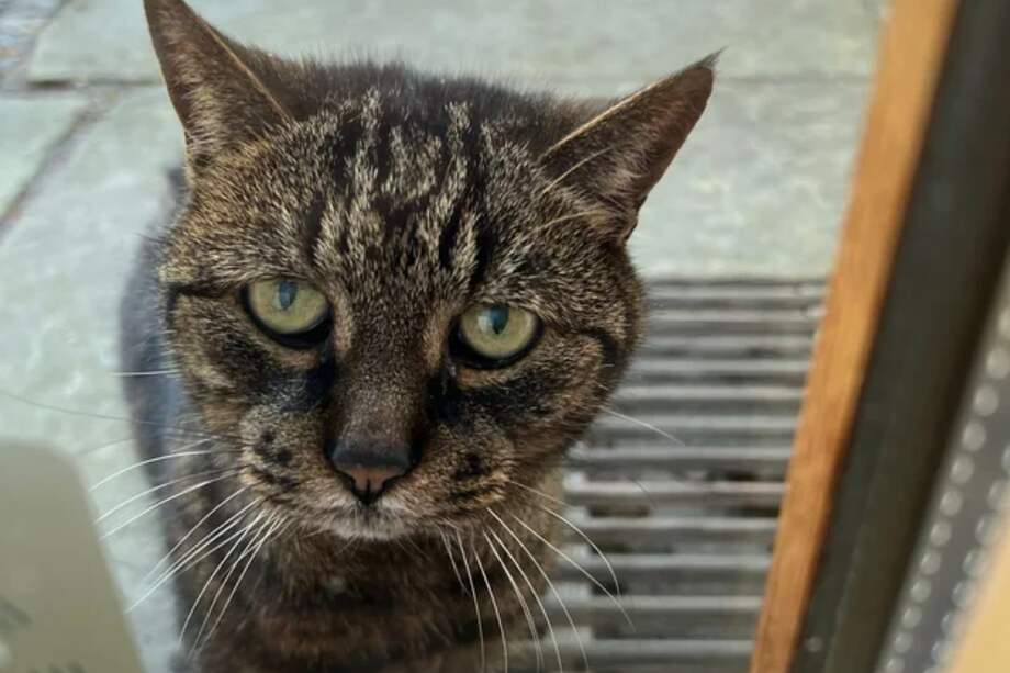 Imagen de referencia. La buena noticia es que, con tiempo, paciencia y amor, muchos gatos pueden recuperarse emocionalmente del abandono.