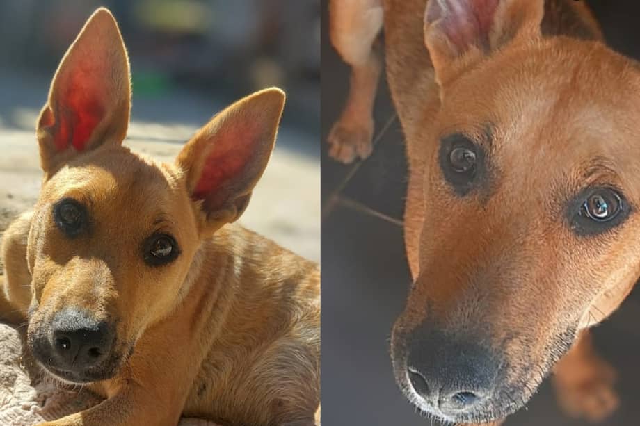 Pablo fue rescatado por la fundación Rescatando Mini Patitas y aún sueña con su familia definitiva.