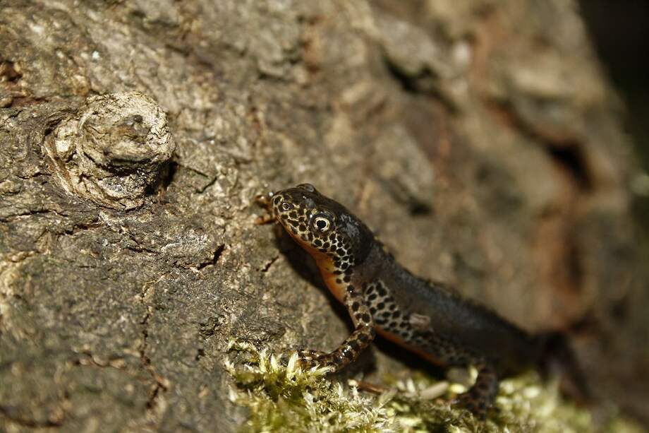 Siguieron nueve especies de anfibios en 242 charcas del entorno de Peñalara (Madrid). / Erik Paterson - Flickr