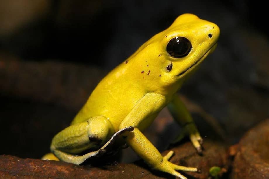 "Phyllobates terribilis" o rana dorada. / By Wilfried Berns - Wikimedia Commons