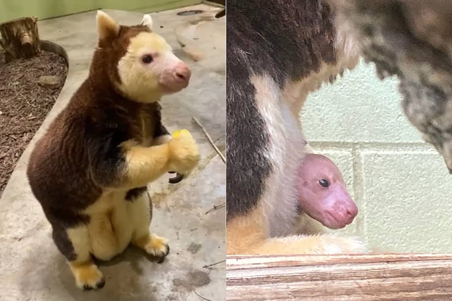 A medida que crezca, el pequeño animal comenzará a pasar periodos cortos de tiempo fuera de la bolsa de su madre.