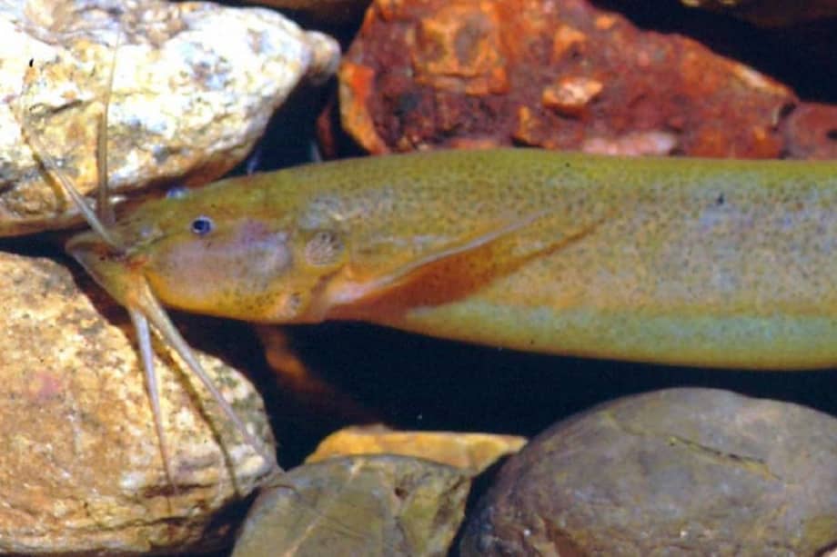 Con este descubrimiento ya son 16 las especies registradas para la cuenca del río Magdalena / Instituto Humboldt