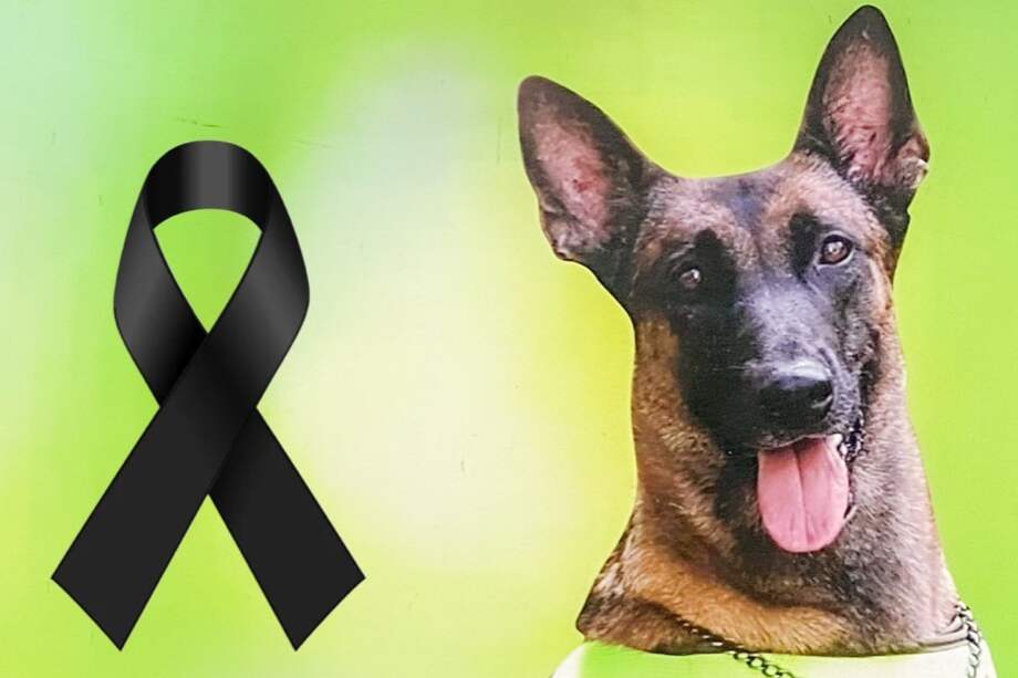 Jelly, canina antiexplosivos que murió en el paro armado del Eln este 23 de febrero.