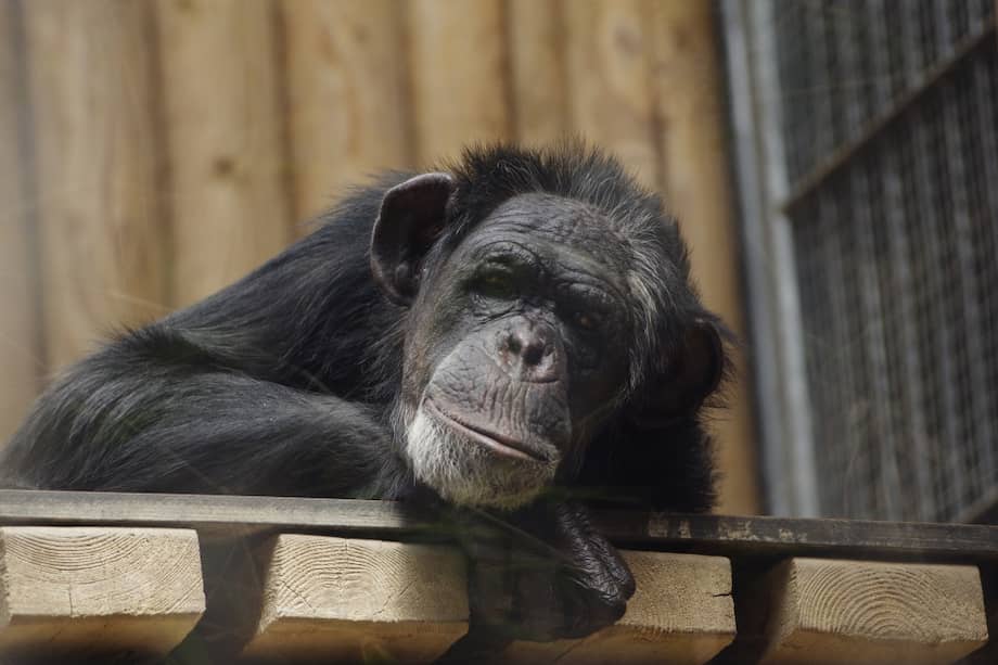 Chimpancés y niños comparten un sentido de justicia. / Pixabay