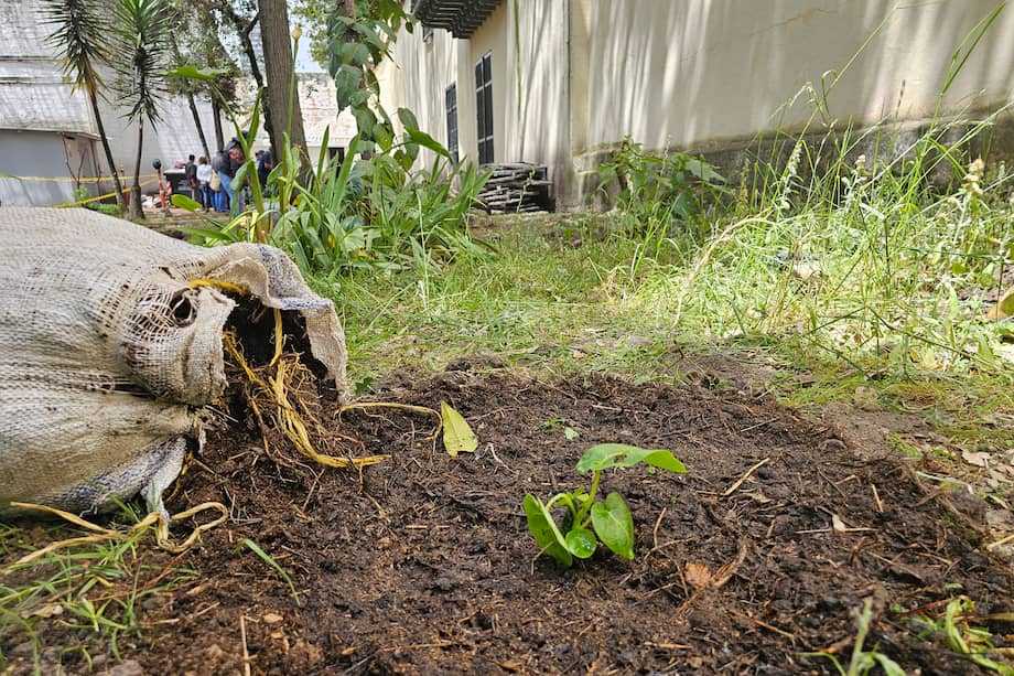 Algunos participantes ahora producen y venden aceites esenciales y otros productos hechos con lo cultivado, comercializándolos en ferias de mercados campesinos y huerteros urbanos.