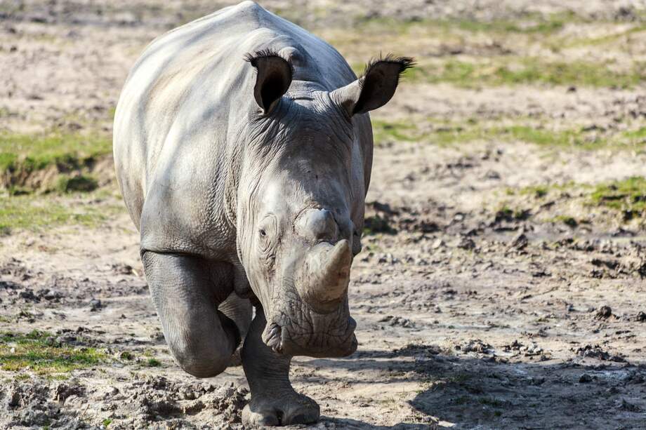 El rinoceronte, que murió a los 45 años, venía mostrando señales de deterioro en su salud. / Olpejeta Conservancy
