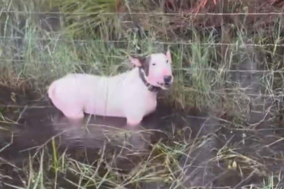 El perro estaba amarrado en una cerca de púas cuando ya el agua le daba por casi la mitad de su cuerpo.