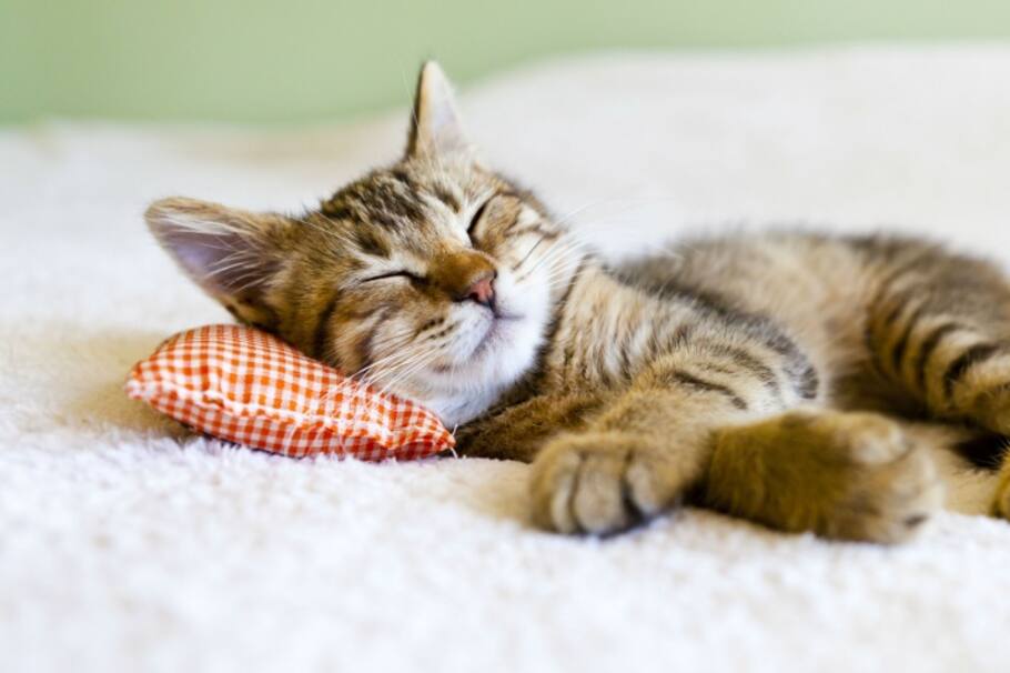 ¿Por qué es importante dormir?