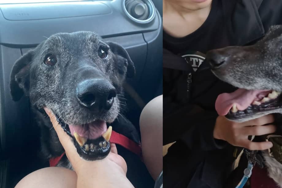 Jack, el perro que no quisieron adoptar por ser mayor.