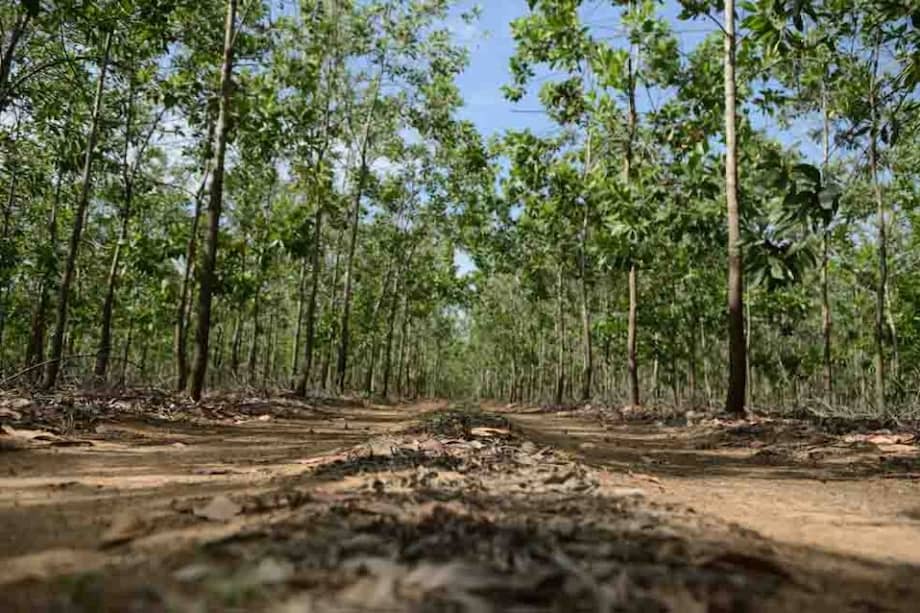 La iniciativa de Cooperación Verde ha plantado 1.800 hectáreas de ‘Acacia magium’, en Puerto Gaitán, Meta. / Foto: Pamela Aristizábal