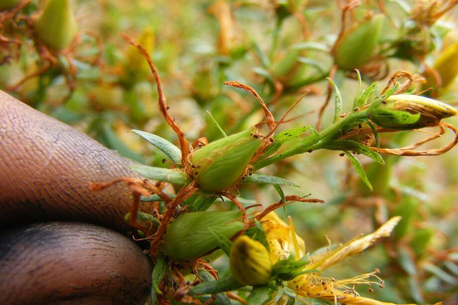 Mezclar algunas hierbas medicinales puede potenciar o inhibir el efecto de los fármacos convencionales. / Jesse Taylor - Flickr