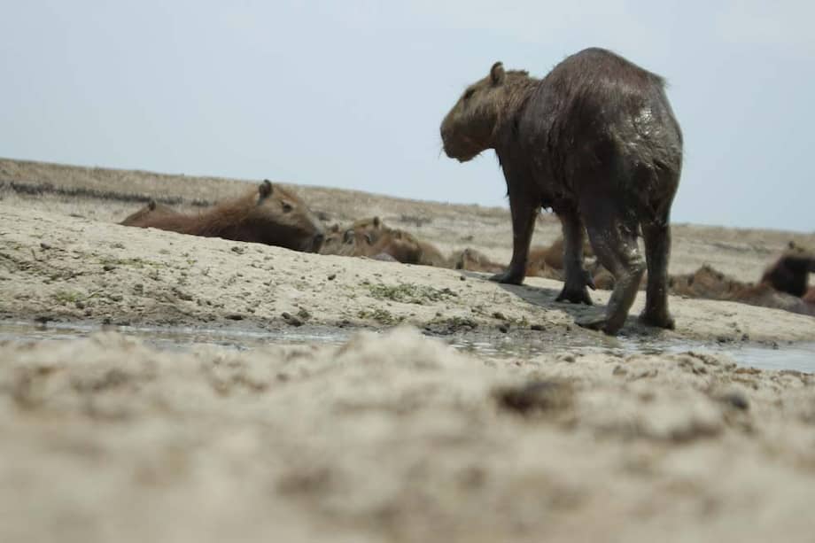 Según pobladores, 20.000 chigüros murieron. / Sergio Silva Numa