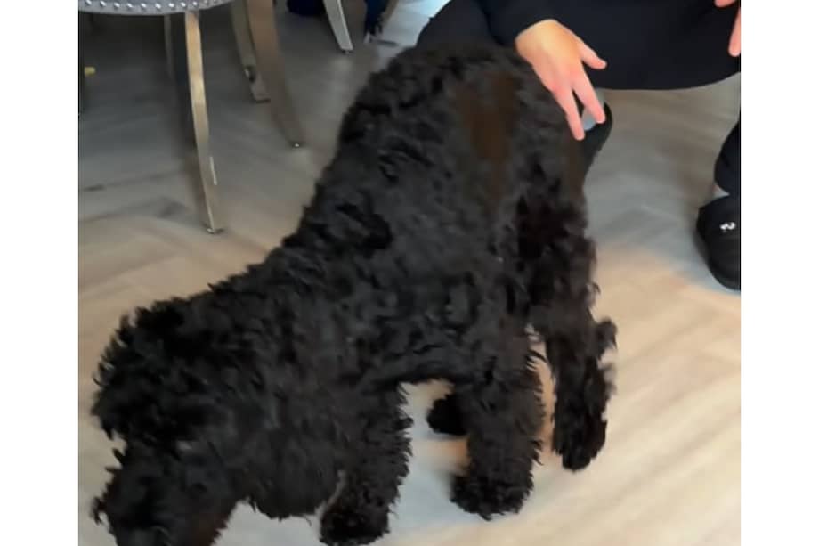 Algunos perros continúan o exageran ciertos comportamientos, como cojear, porque los asocian con recibir más atención, descanso o cuidados por parte de sus dueños.