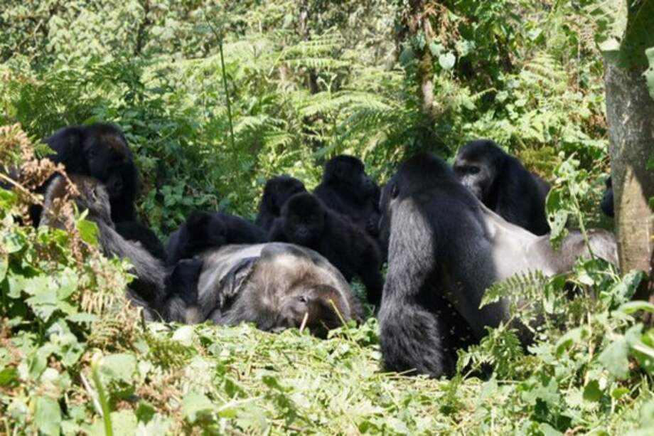 Los investigadores analizaron cómo la acitividad humana afectó a 159 especies de mamíferos en 16 áreas protegidas en regiones tropicales de tres continentes: el parque nacional impenetrable de Bwindi, en África; el parque nacional Yasuní, en América del Sur; y la reserva forestal Pasoh en Asia.