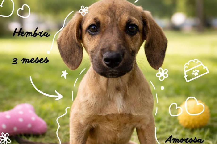 Aunque tienen problemas de movilidad en sus patas traseras, estos cachorros juegan y disfrutan como cualquier otro.