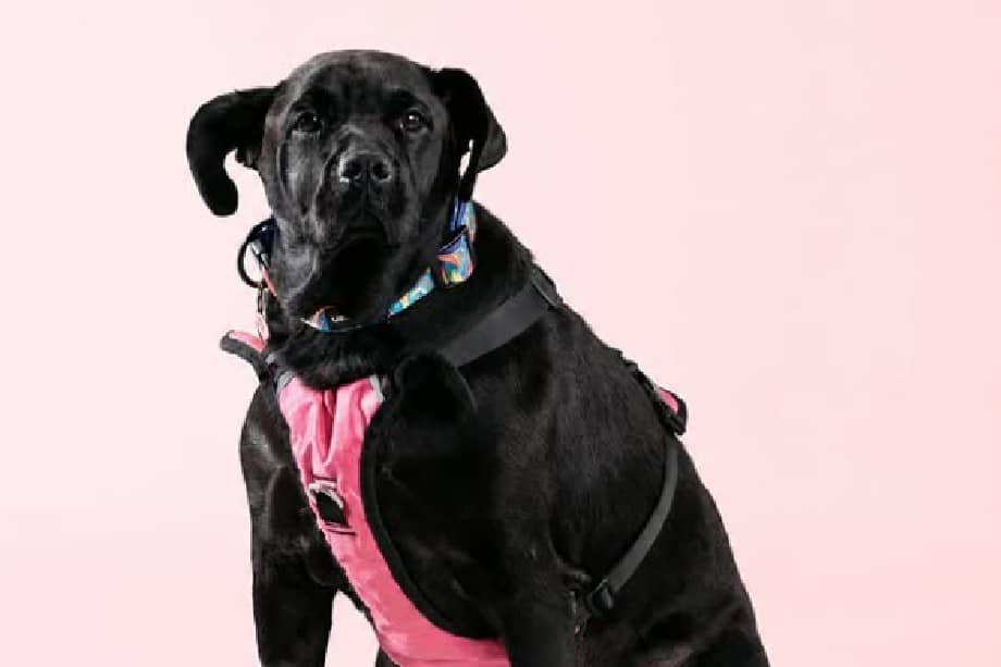 El equipo médico de la fundación certificó que la canina se encuentra esterilizada, vacunada y desparasitada.