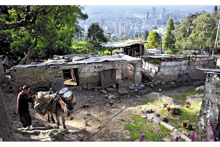 En el ocaso de cada día, María alista su burro para bajar al centro de la ciudad, donde recoge las lavazas de los restaurantes y vende frutas cultivadas en la vereda.