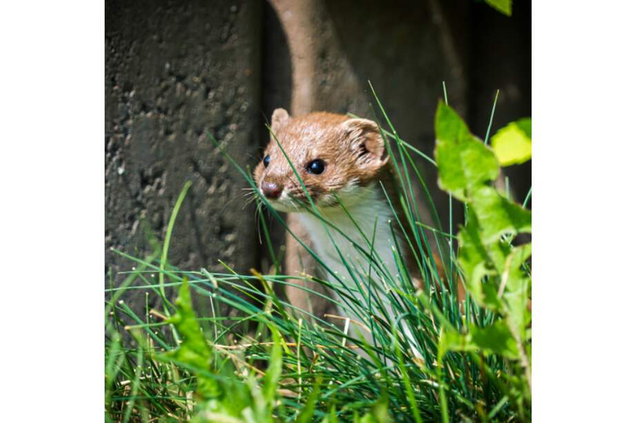 Aleja La Comadreja se llama la estrella de una marca de cupcakes para niños. Pero la semana anterior fui perro caliente y, la próxima, dentífrico, tampón, supositorio gigante, qué más da.