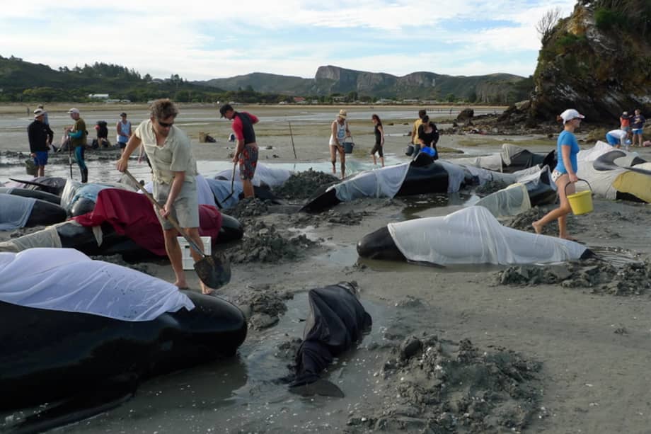 Los especialistas consideran que podría tratarse de un comportamiento tendente a reunirse con los demás miembros del grupo. / Rob Davies