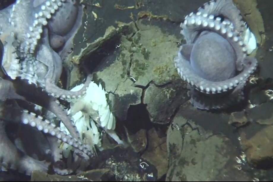 Los pulpos fueron grabados a una profundidad en la que no suelen vivir. / Captura de vídeo WHOI'S ALVIN DIVE 4779, KATIE INDERBITZEN - SINC