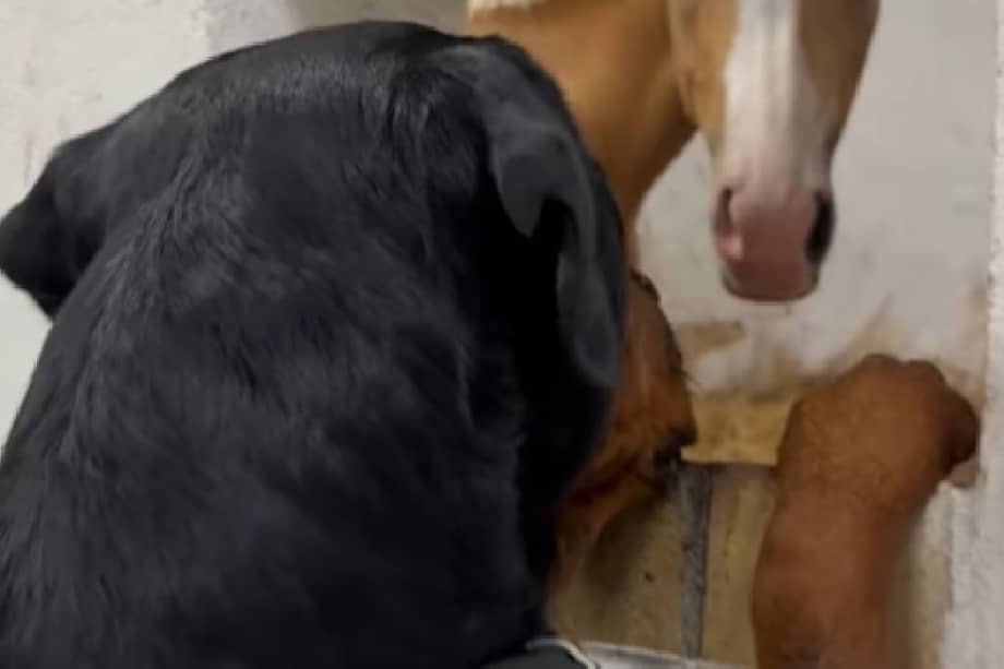 Presentar un perro a un caballo por primera vez, sin embargo, requiere cuidado y paciencia.