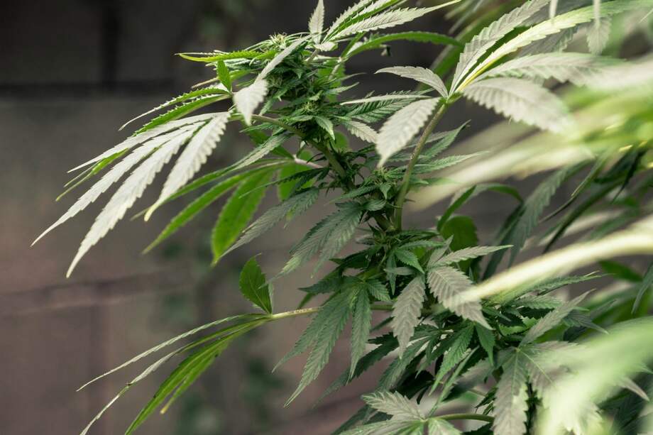 La marihuana continúa siendo la droga más consumida en el mundo. / Pxhere