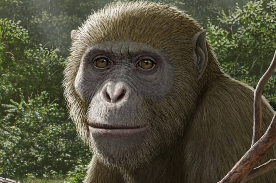 Esta evidencia sugiere que los hominoideos podrían haberse originado durante el Mioceno temprano en la poco explorada parte nororiental de Afro-Arabia (una gran región geológica que une África y la península arábiga), en lugar de en África oriental o Eurasia. /Shorouq F. Al-Ashqar et al