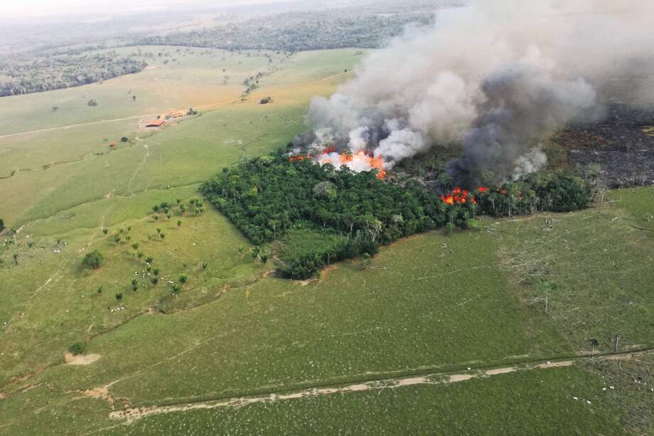 Frenar la ampliación de la frontera agropecuaria por medio de la devastación de la selva tiene que ser una prioridad nacional. / Carolina Rodríguez