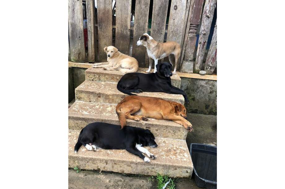 La fundación alberga más de 300 perros, gatos, caballos y cerdos.