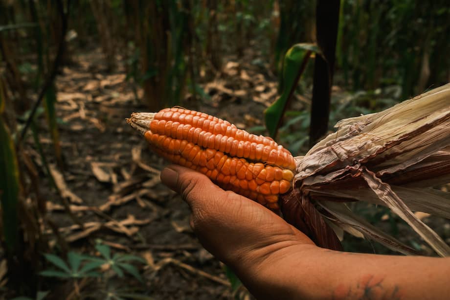 El maíz colombiano es uno de los ingredientes elegidos por el chef Santiago Muñoz para incluir en sus recetas mexicanas, promoviendo su preservación y consumo.