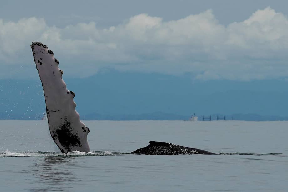 Avistamiento de ballenas en el Pacífico colombiano
