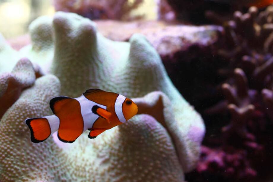 Piscis: la energía de esta semana te invita a adquirir nuevos conocimientos