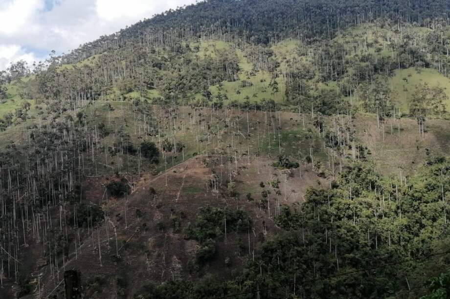 En el cañón del río Toche, al parecer, están quemando cultivos de palma de cera para cultivar arracacha. / Fundación ProAves de Colombia