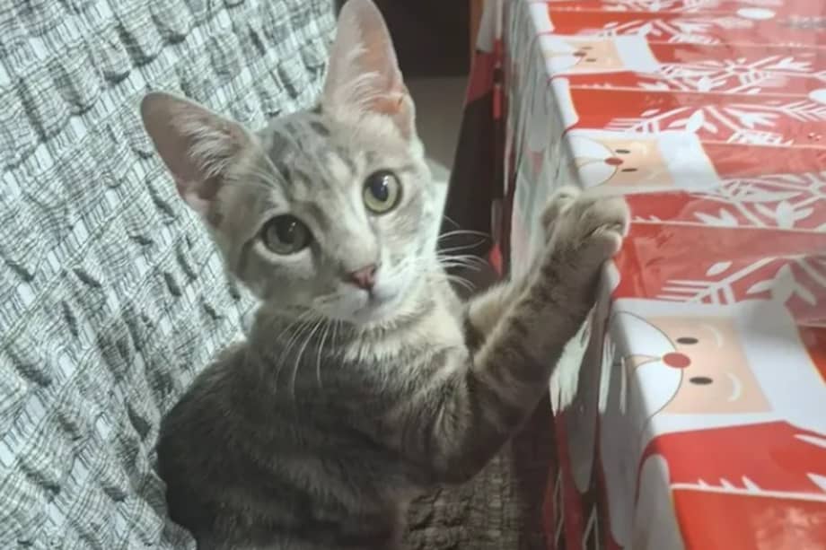 Filipa fue devuelta al refugio por subirse a la mesa, una conducta ligada al hambre y al abandono que ha vivido.