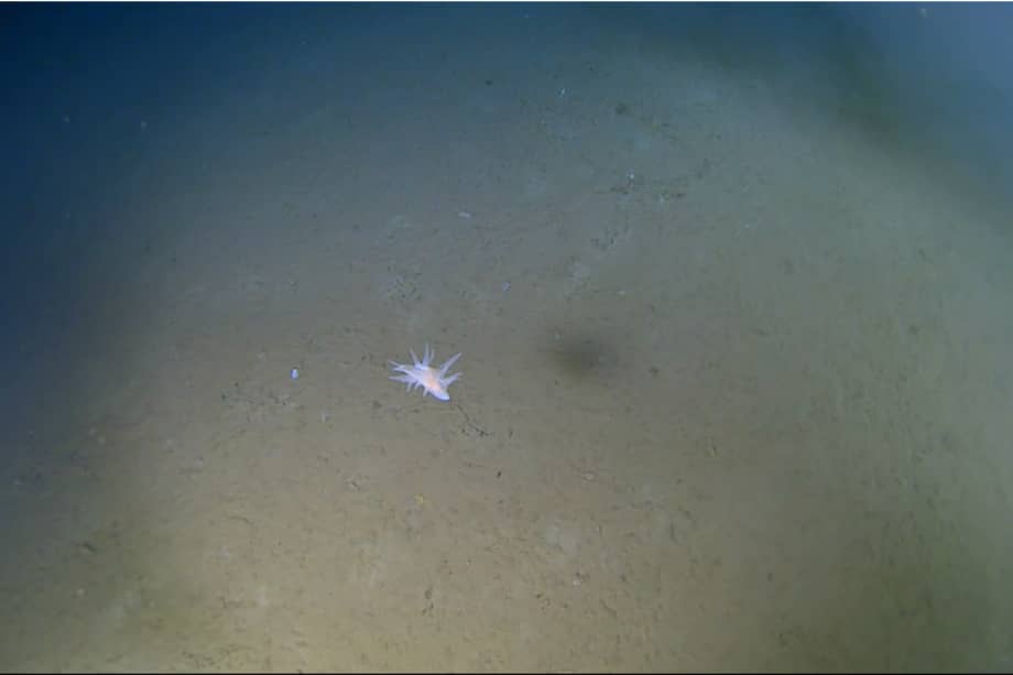 El hallazgo más enigmático tiene que ver con un organismo único que se deslizaba lentamente y que fue filmado en dos ocasiones a profundidades de más de 9.000 metros.