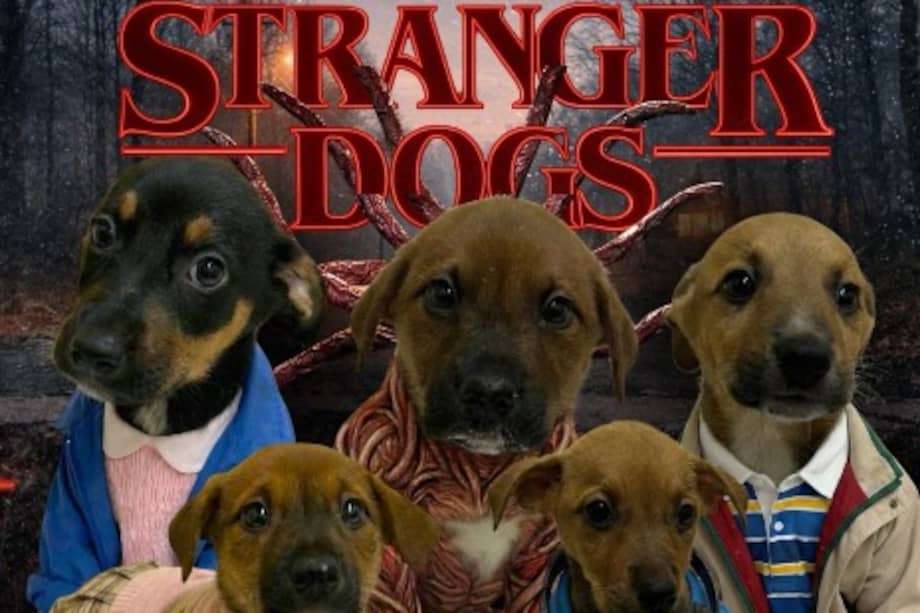 La iniciativa busca conectar emocionalmente con el público y llamar la atención sobre la realidad del abandono y la adopción responsable.