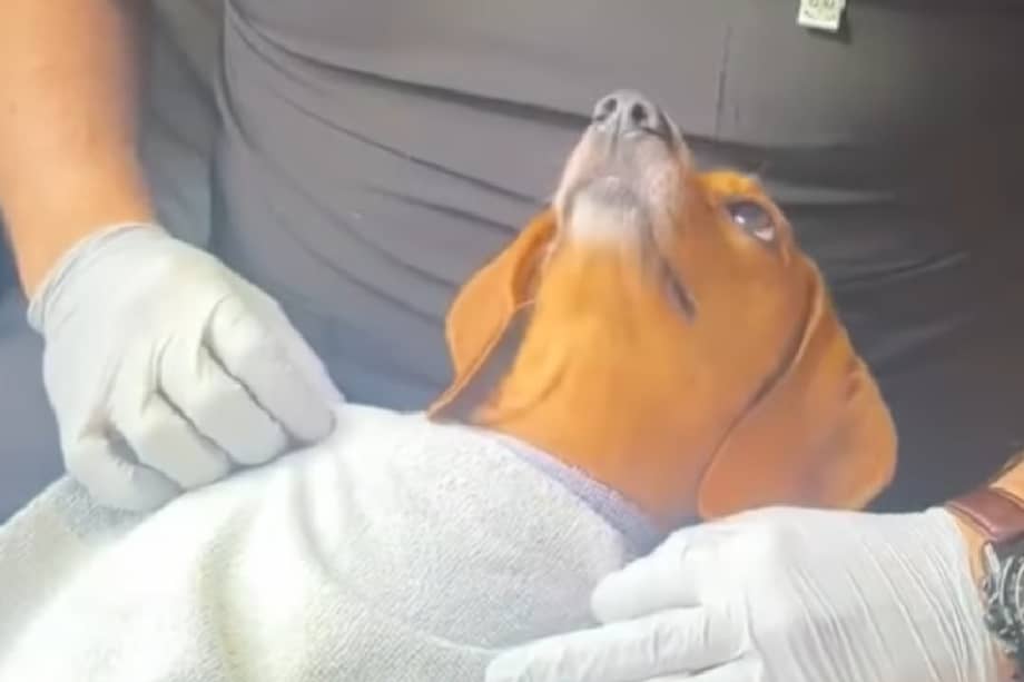 La escena ha sido ampliamente compartida por la emoción que transmite el animal.