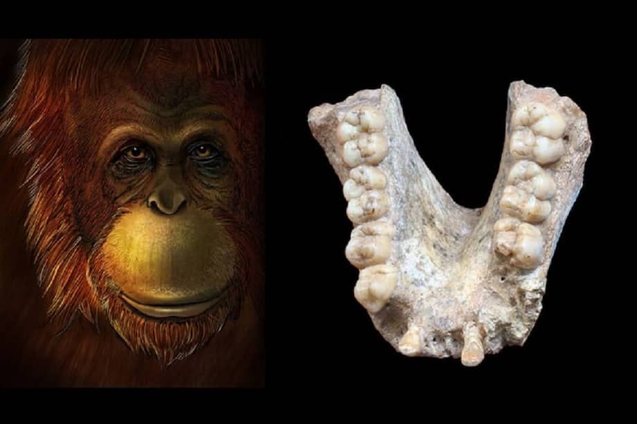 Representación artística de Gigantopithecus blacki (izquierda) y mandíbula fósil de esta especie (derecha). / Ikumi Kayama y Wei Wang con Theis Jensen