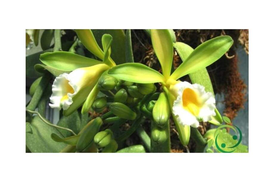 Los principales polos de la vainilla silvestre son la región amazónica, Chocó, Darién y la costa Pacífica.