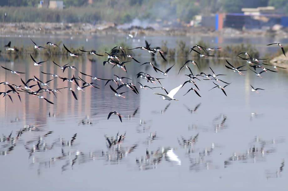 Desde el año 1500, al menos 189 especies de aves han desaparecido o se consideran extintas en estado silvestre. EFE/EPA/NADEEM KHAWAR