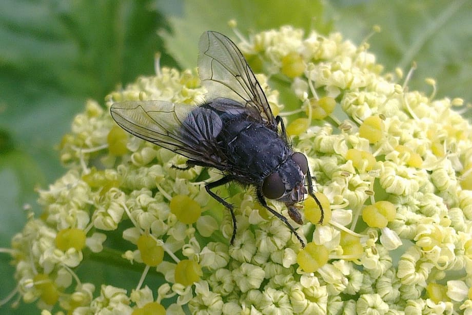 Procura no tener alimentos dañados o plantas enfermas a la intemperie, así evitas que lleguen y que afecten tu salud y tranquilidad.