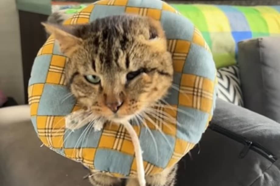 Gato en condición de calle que apareció en un puesto de votación en el barrio Suba, Bogotá.