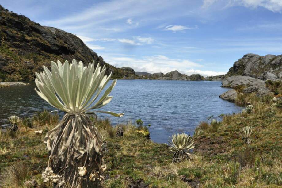 Páramo de Santurbán.