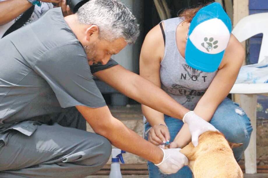 Brigada de esterilización y cuidado de la Fundación Adopta No Compres, en San Andrés. / Adopta No Compres
