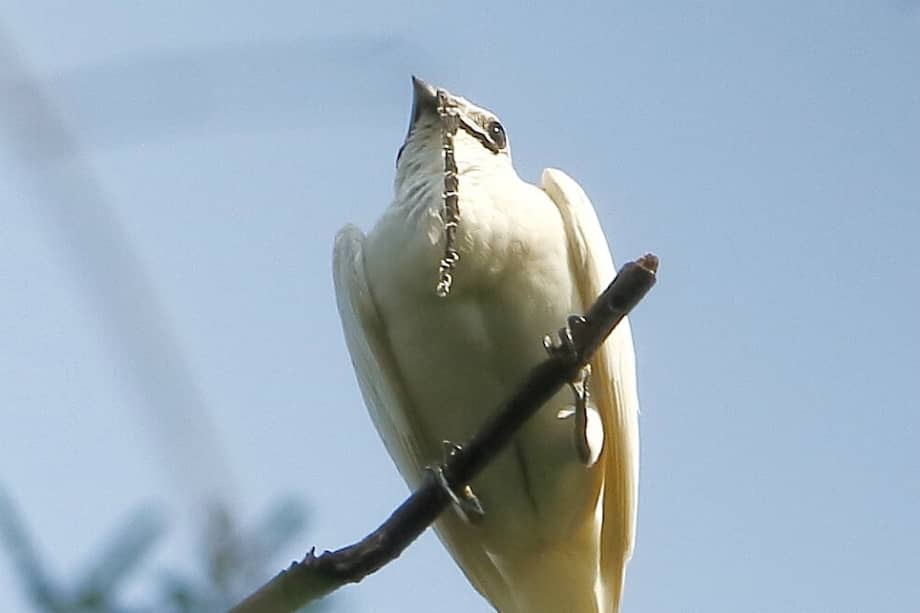 Imagen del campanero blanco ("Procnias albus"). / Wikimedia – creative commons - Hector Bottai