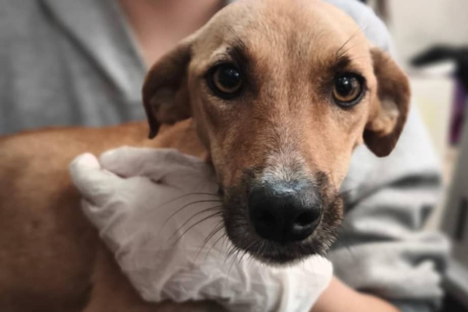 Algunos animales han fallecido tras la emergencia, mientras que otros continúan en proceso de rescate o recuperación.